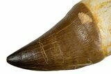 Fossil Rooted Mosasaur (Thalassotitan) Tooth - Morocco #345197-2